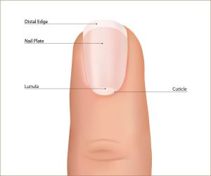 What is Toenail Fungus? - I Need Answers! - Fix Ugly Nails