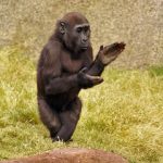 PICTURE OF MONKEY CLAPPING