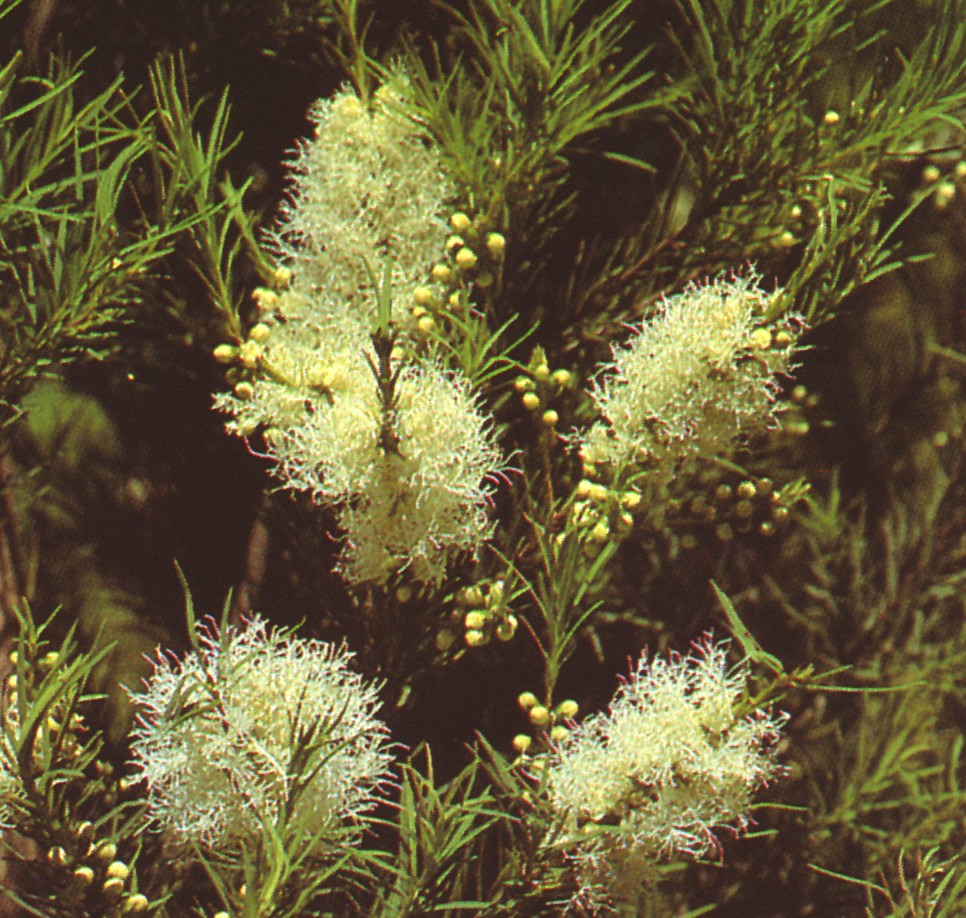 Мелалеука альтернифолия. Melaleuca alternifolia extract. Melaleuca alternifolia extract. Мелалеука льнянколистная. Melaleuca alternifolia extract.