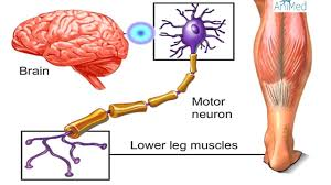 Picture of Nerve Innervating Muscle for Post Diabetes and Foot Pain