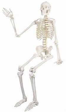 Skeleton of Body for Post Severs Disease in Children